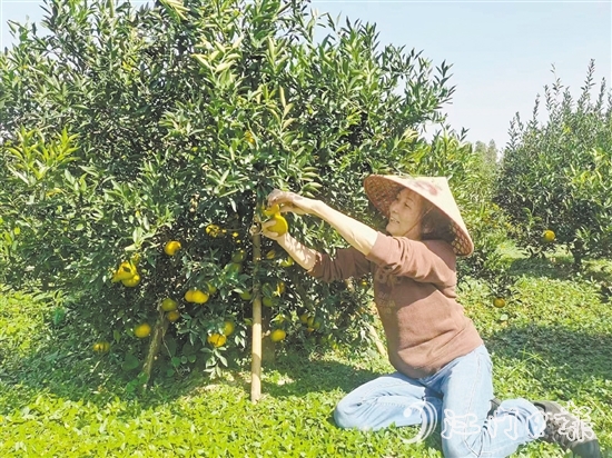 新會“二紅”柑陸續(xù)上市，吸引游客前來采摘。