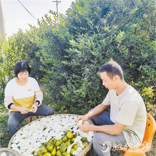 果農(nóng)正忙著剝柑皮、曬柑皮。