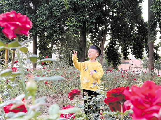 小朋友在玫瑰花叢中開心拍照。