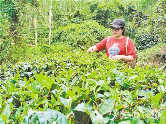 吳小敏親力親為，打理茶園。