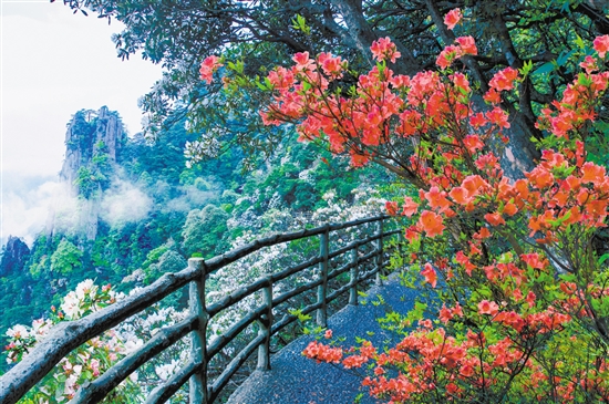 羊獅慕杜鵑花盛放。資料圖