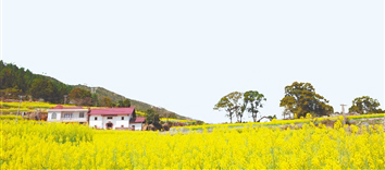 江西萬(wàn)安油菜花綻放。資料圖