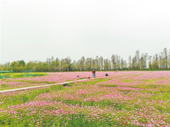江海區(qū)都市農(nóng)業(yè)生態(tài)公園格?；ǜ傁嗍⒎?。
