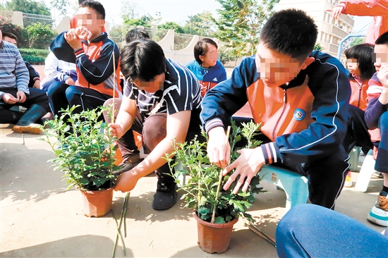 江門市特殊教育學(xué)校職高園藝班的同學(xué)們整理要義賣的盆栽。張翠玲