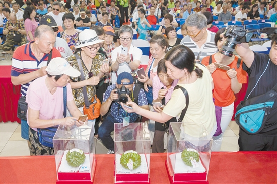 2018年6月1日，2018第五屆廣東（江門）杜阮涼瓜美食文化旅游節(jié)在五邑華僑廣場會展中心開幕。市民紛紛用鏡頭拍下“涼瓜王”。