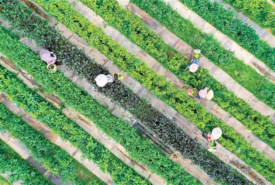 在開平市大沙里農(nóng)業(yè)科技發(fā)展有限公司的茶園里，茶壟纏繞山腰，滿山翠綠。茶農(nóng)穿梭在茶園之中，采摘第一批春茶。江門日報記者