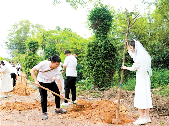 “520”來(lái)臨前，蓬江區(qū)25對(duì)新人在杜阮涼瓜田園綜合體舉行集體婚禮，并種下“愛(ài)情樹(shù)”、共植“同心林”。
