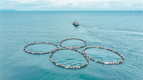 我市加快建設(shè)海洋強市，累計建成投放多個重力式深水網(wǎng)箱。