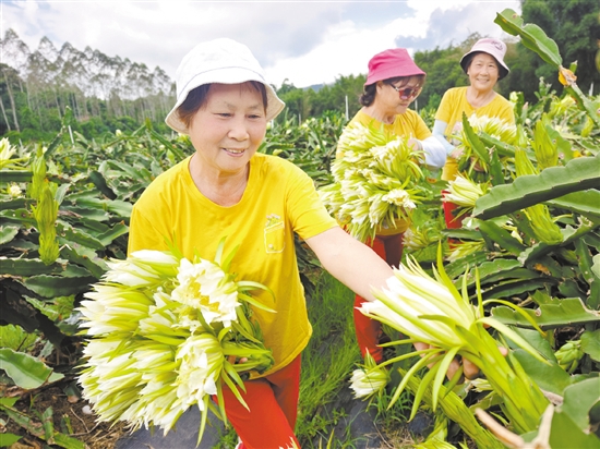 美麗的霸王花吸引游客前來拍照打卡并采摘。