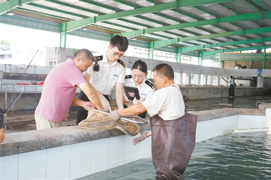 海關(guān)關(guān)員對臺山出口鰻魚進行監(jiān)管。