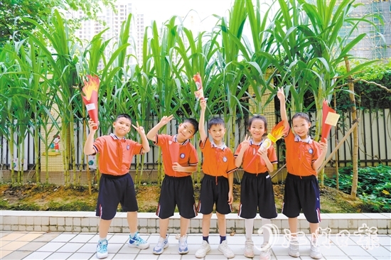 朗晴小學學生打卡校園甘蔗地。