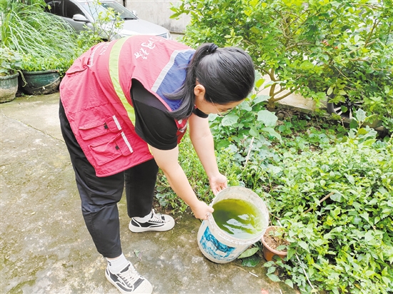 市疾控中心工作人員清理積水以預(yù)防登革熱。