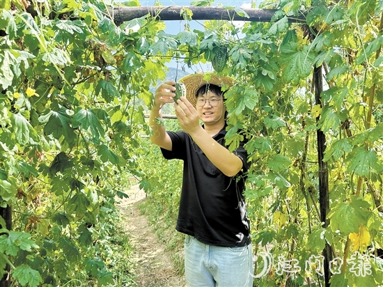 上巷村選調(diào)生魯森走進(jìn)田地觀察涼瓜生長情況。