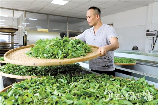 吳藝華堅(jiān)持用傳統(tǒng)方法制茶。