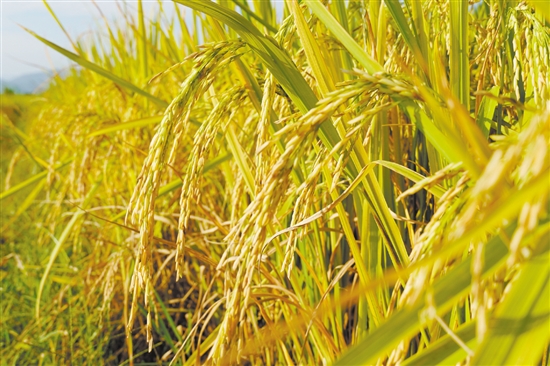 江門金黃色的稻谷呈現(xiàn)出一幅美麗鄉(xiāng)村畫卷，吸引游人來欣賞田園風(fēng)光。