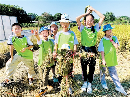 江門日報青蘋果研學活動帶小朋友們體驗割禾的樂趣。宋思瑜