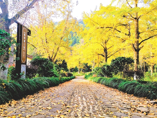 八都岕十里古銀杏長廊，成了游客尋覓秋日童話的浪漫之地。