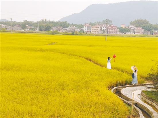 稻田游吸引眾多游客。