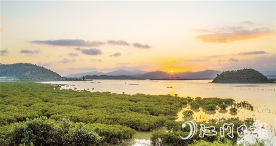 珠三角連片面積最大的紅樹林——恩平市鎮(zhèn)海灣紅樹林，面積約373.33公頃（5600畝）。