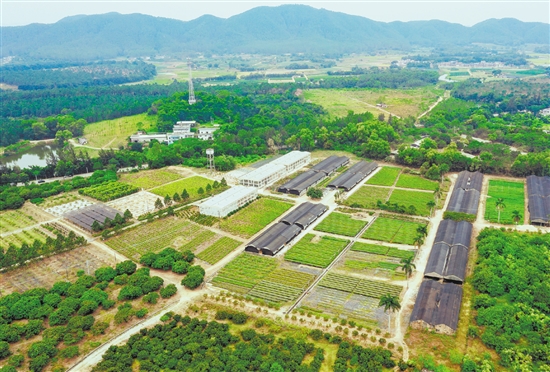 臺(tái)山市紅嶺種子園作為國(guó)家重點(diǎn)林木良種基地，落實(shí)高世代和智能育種區(qū)建設(shè)，帶動(dòng)多家企業(yè)和育苗個(gè)體戶(hù)營(yíng)建濕加松松樹(shù)良種繁育圃120公頃，累計(jì)生產(chǎn)苗木超3.7億株，良種良法廣泛推廣至南方11個(gè)省區(qū)。