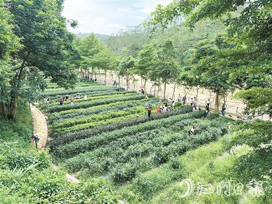 學(xué)生們在大沙里·歡茶谷的茶園里體驗采茶。