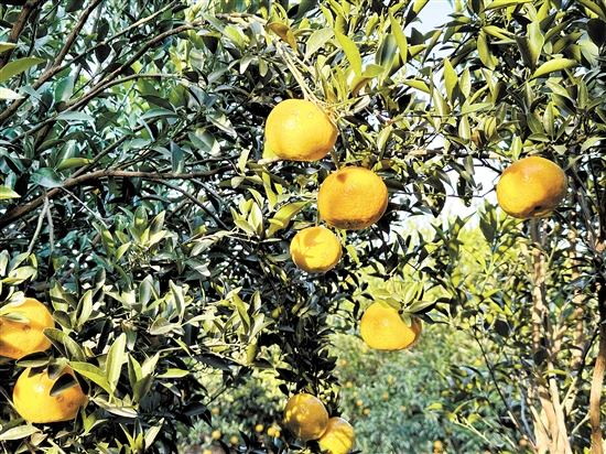 新會(huì)柑進(jìn)入大紅柑采摘期。