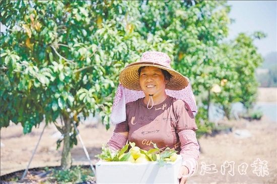 宅梧鎮(zhèn)鳳鳴谷果園的黃晶果迎來第二輪豐收。