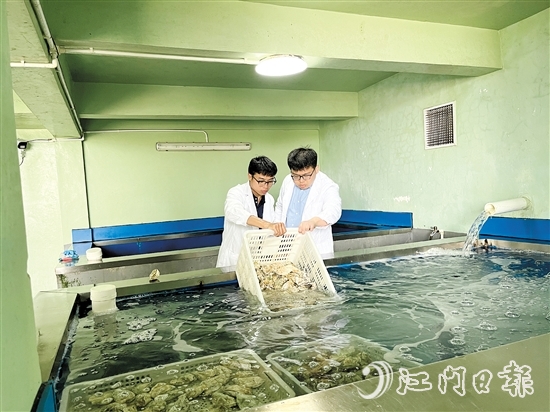 阮奇珺團(tuán)隊(duì)深入海上蠔排、生蠔凈化工廠，實(shí)地考察生蠔養(yǎng)殖環(huán)境。