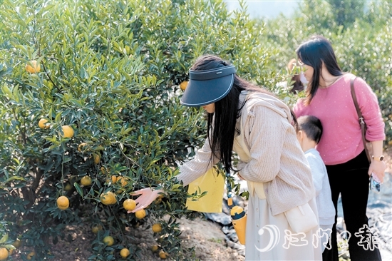 游客在新會(huì)一家柑園采摘大紅柑。