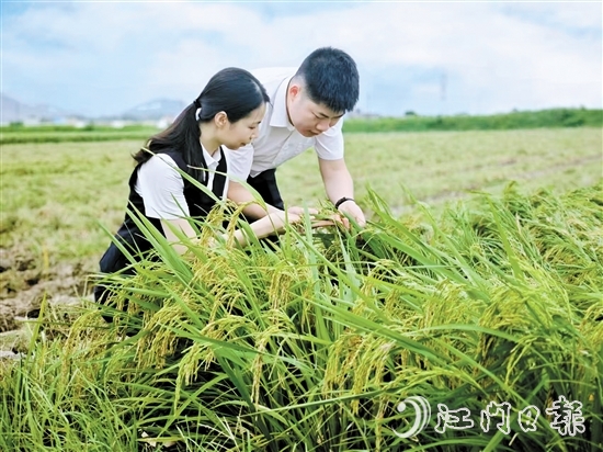 農(nóng)發(fā)行臺山市支行客戶經(jīng)理深入田間，調(diào)研當(dāng)?shù)厍锛Z收成情況。
