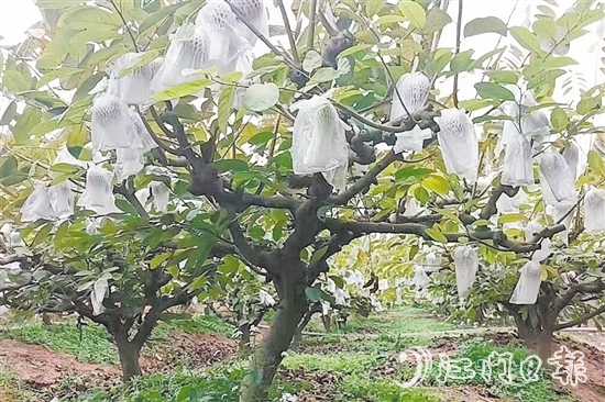 在址山鎮(zhèn)昆中村的釋迦果種植基地，碩大的釋迦果掛滿枝頭。