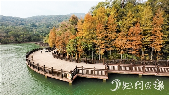 新會(huì)石澗公園大石頭風(fēng)景區(qū)的紅羽杉已陸續(xù)變紅。
