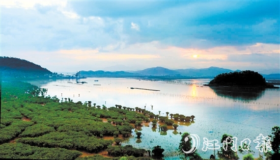 恩平市鎮(zhèn)海灣紅樹林生態(tài)資源豐富。