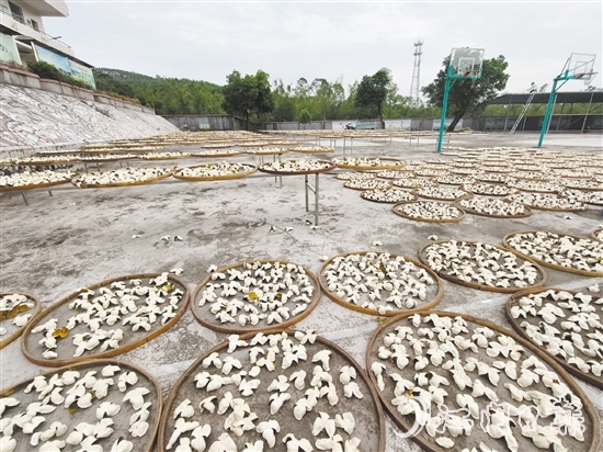 上凱村積極發(fā)展茶枝柑產業(yè)。