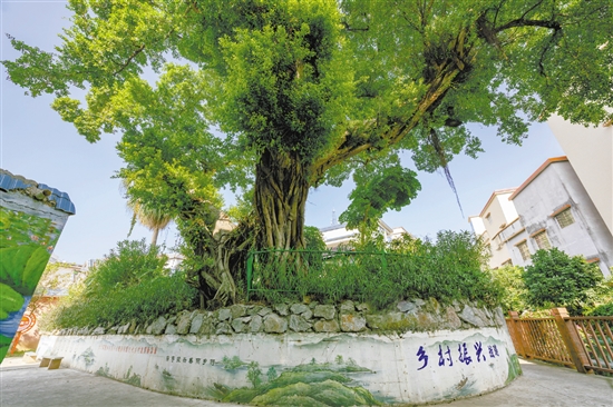 村內(nèi)的古榕已經(jīng)300多歲了。