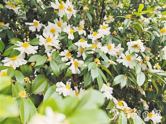 潔白的油茶花美麗綻放。
