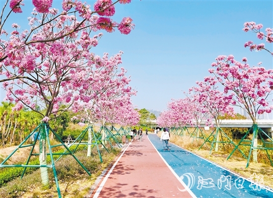 英洲海碧道的紫花風(fēng)鈴迎風(fēng)盛開(kāi)，冬日暖陽(yáng)下彌漫浪漫氣氛。