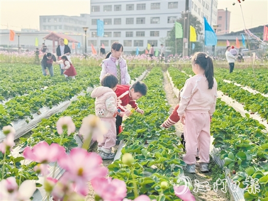 小朋友們手持剪刀，細心地采摘草莓。