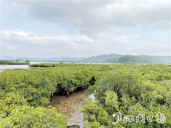 恩平鎮(zhèn)海灣紅樹(shù)林是環(huán)鎮(zhèn)海灣生態(tài)文明發(fā)展示范區(qū)的一顆耀眼明珠。