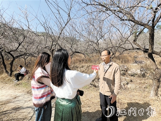 黎松德介紹今年梅花開放情況。