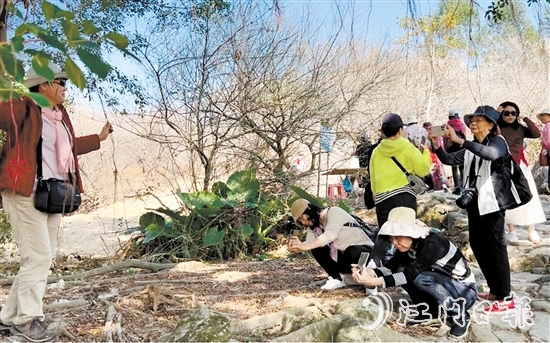 游客在欖坑梅花谷賞梅、拍照。