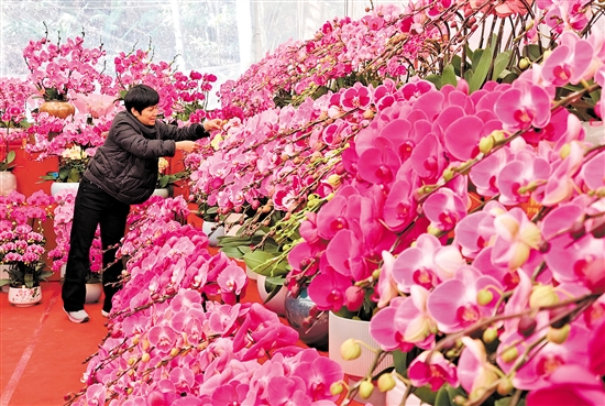蘭花是年花市場的寵兒，深受市民喜愛。