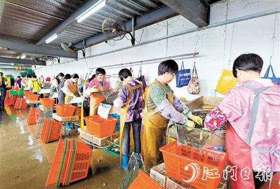新會成功培育出國家首批農(nóng)業(yè)產(chǎn)業(yè)強鎮(zhèn)大鰲鎮(zhèn)，推動鄉(xiāng)村產(chǎn)業(yè)振興。