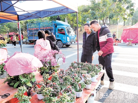 市民在鶴山迎春花市挑選年花。