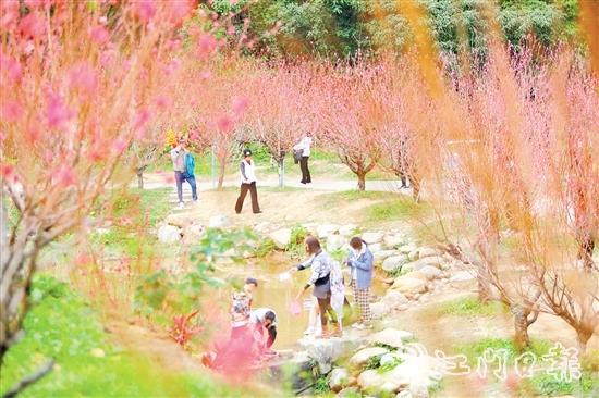 白水帶風(fēng)景區(qū)桃花盛開(kāi)，吸引大量游客前來(lái)打卡。付師華