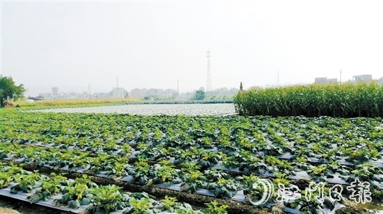 長沙街道愛民村統(tǒng)一流轉耕地、魚塘，盤活集體“家底”。