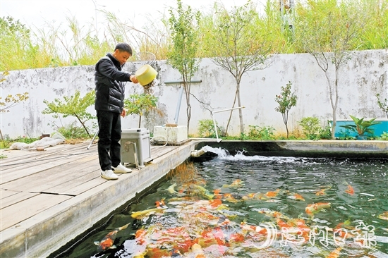 在新港錦鯉養(yǎng)殖場，場主劉耀新將餌料一撒而下，塘中色彩艷麗的錦鯉蜂擁而至，爭搶食物。