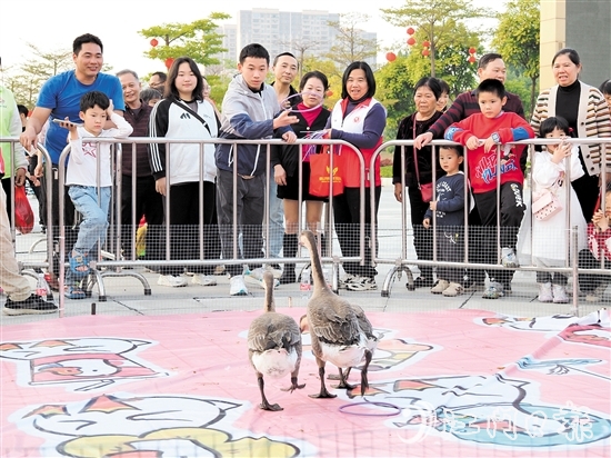 市民通過(guò)套圈的形式“抱得大鵝歸”。