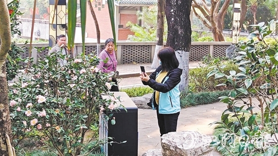 市民游客拿出手機(jī)，記錄山茶花的盛開之景。