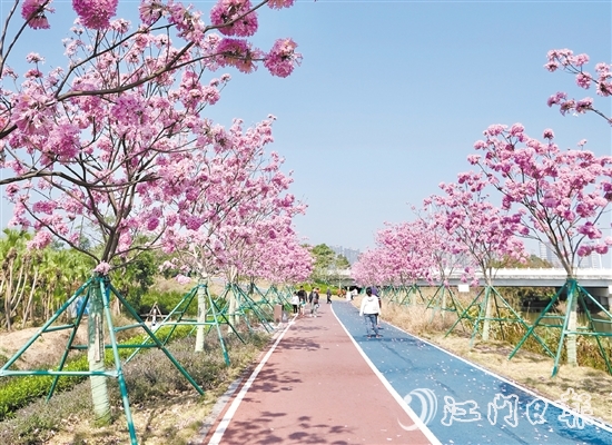 新會區(qū)推動碧道建設(shè)，美麗的風(fēng)光吸引眾多市民、游客前來觀賞。